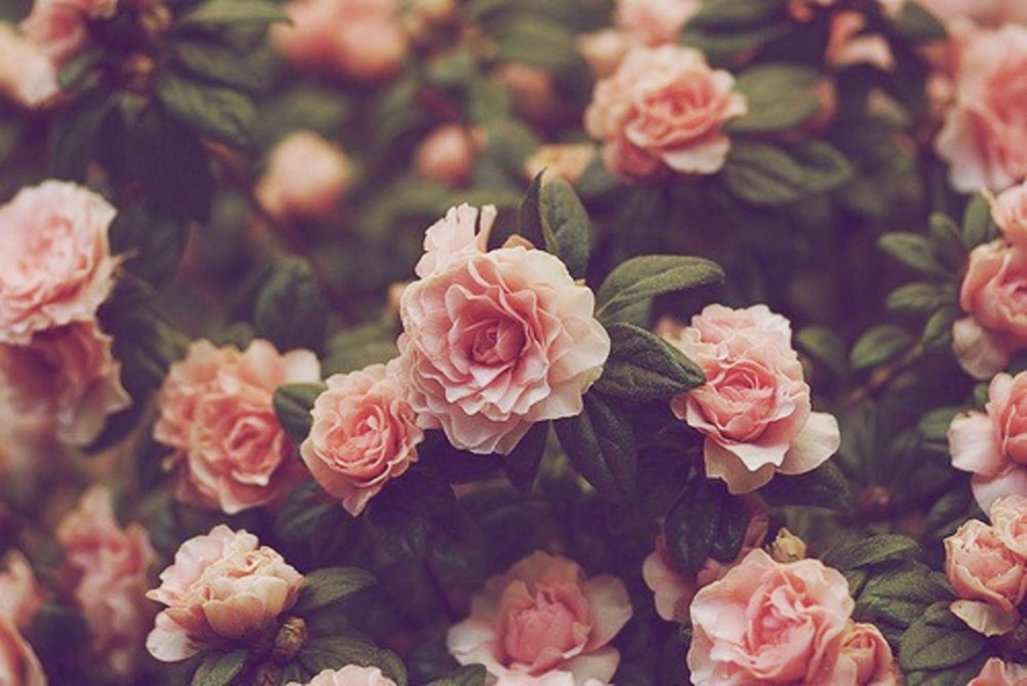 Pink Roses Vintage Wallpapers