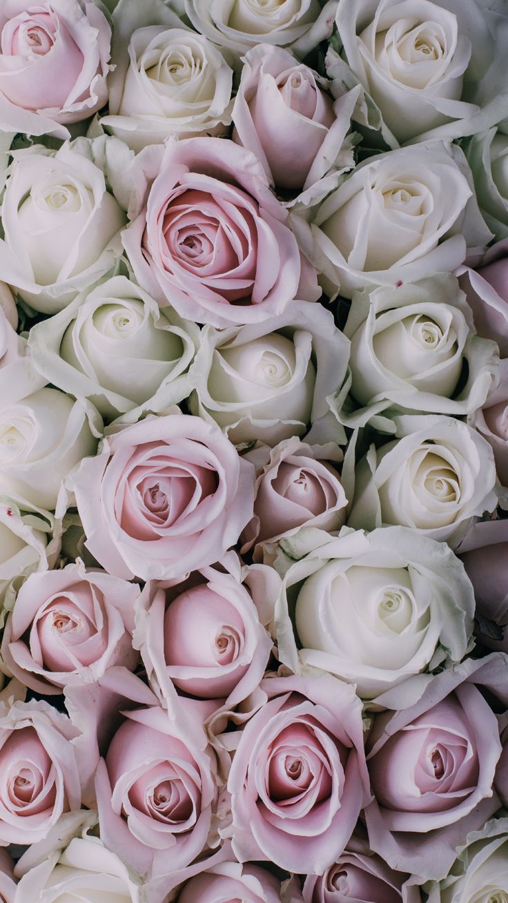 Pink Roses Vintage Wallpapers