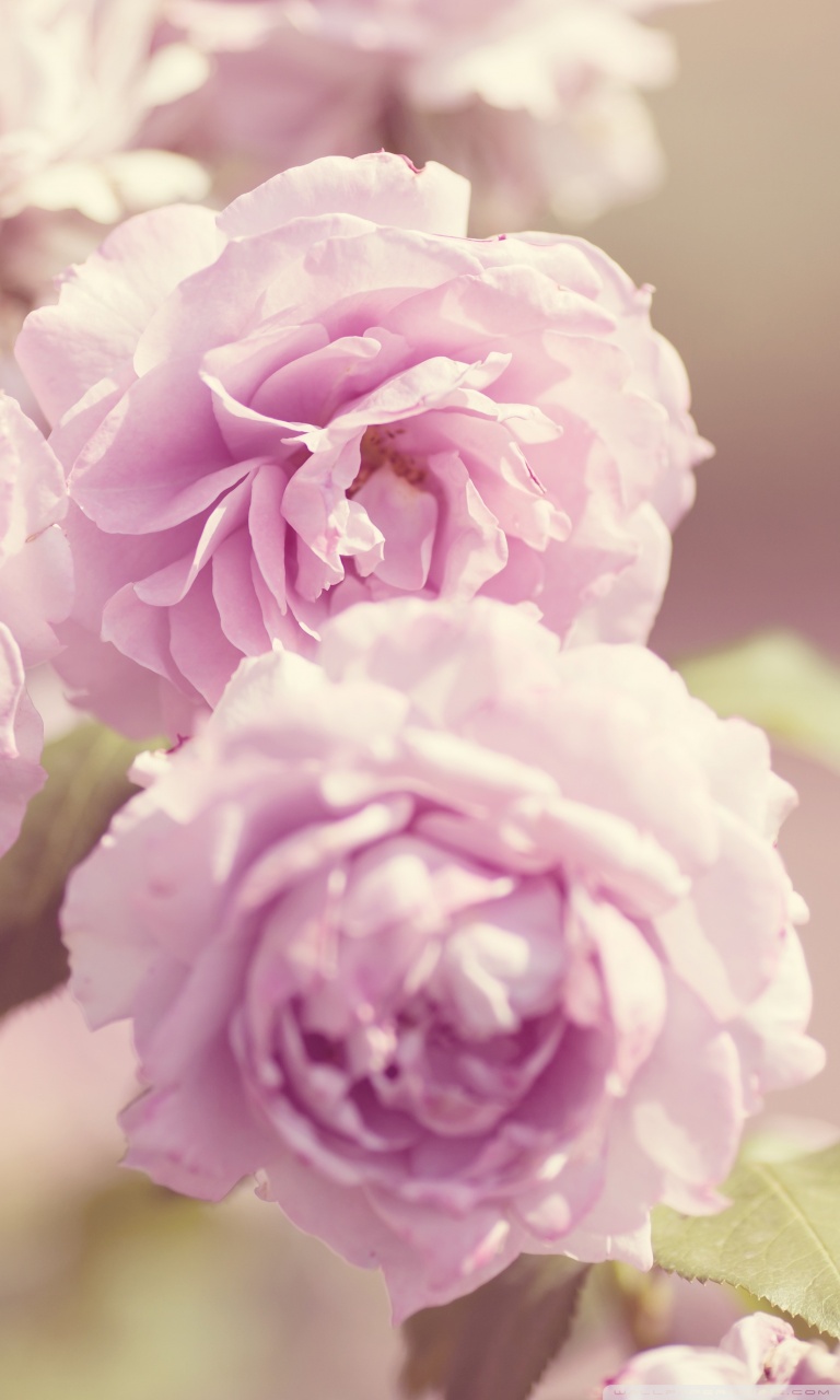 Pink Roses Vintage Wallpapers