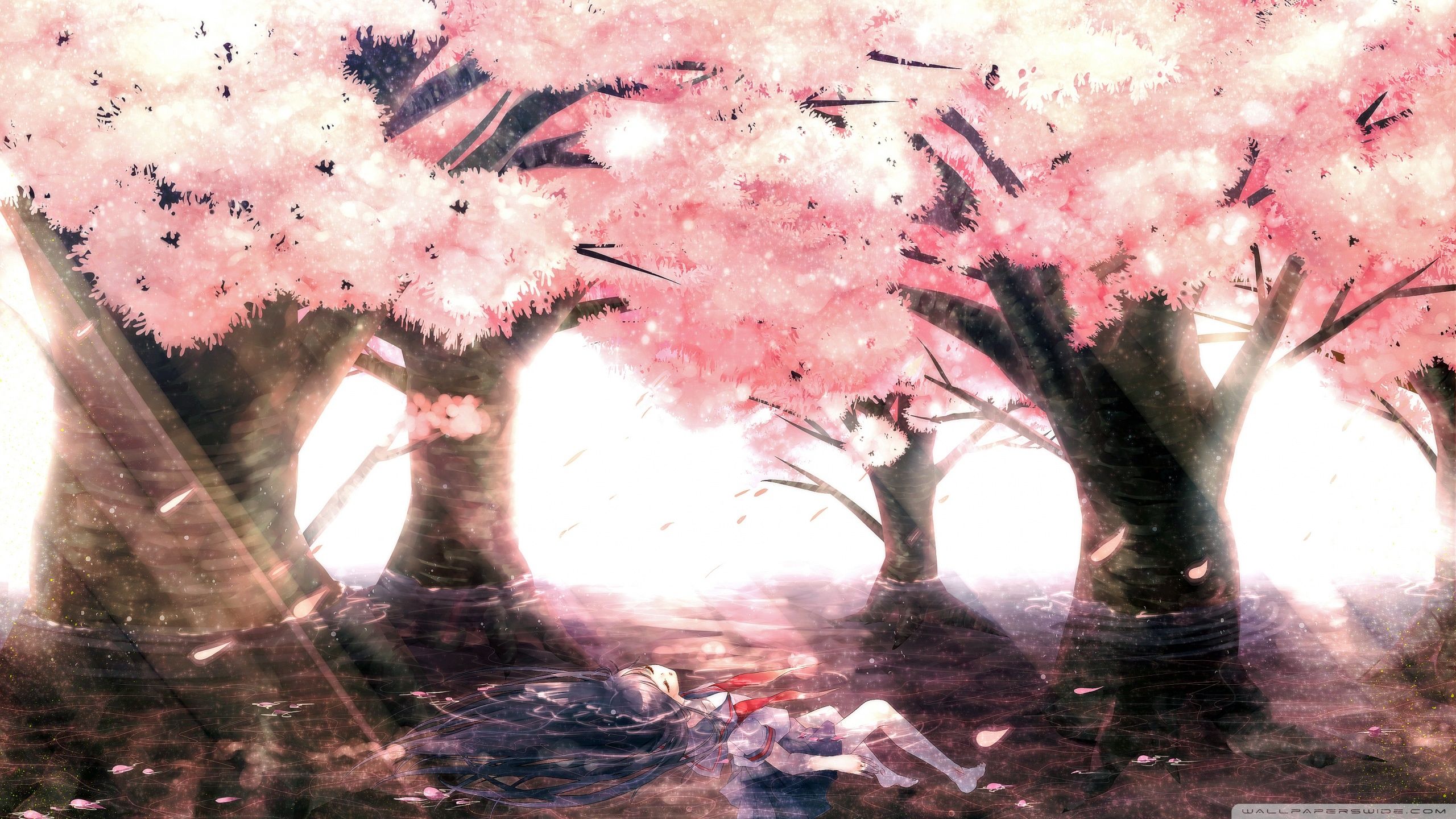 Pink Sakura Tree Anime Aesthetic Wallpapers