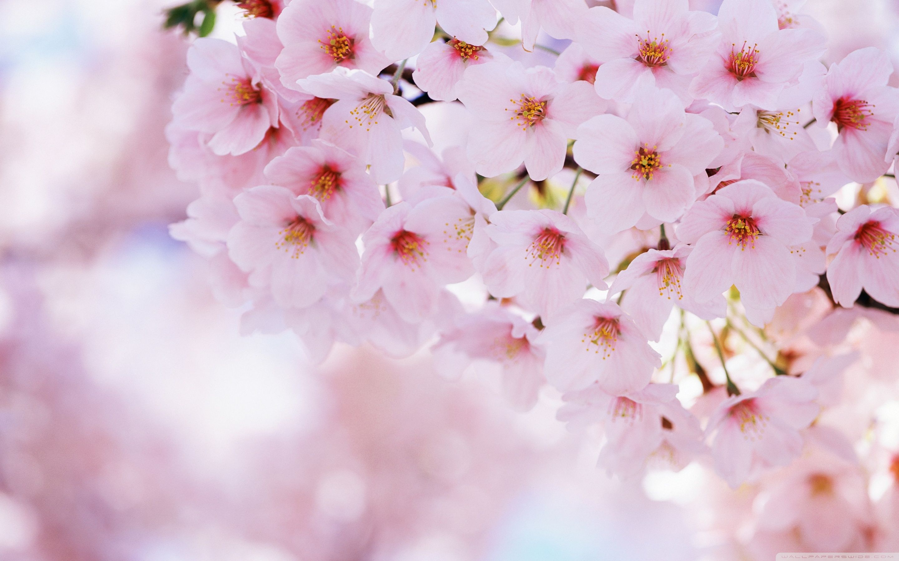 Pink Sakura Tree Anime Aesthetic Wallpapers