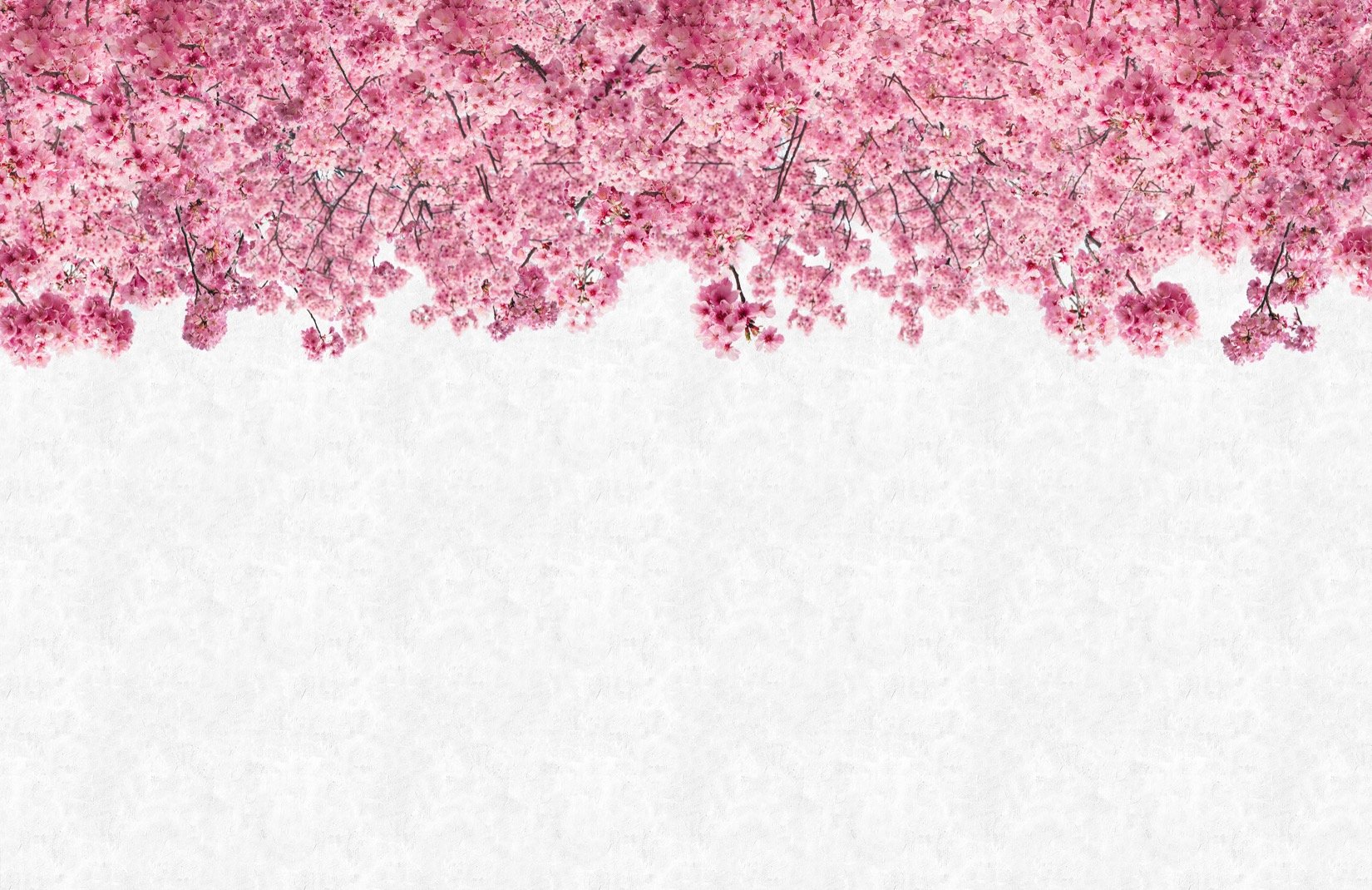 Pink Sakura Tree Anime Aesthetic Wallpapers