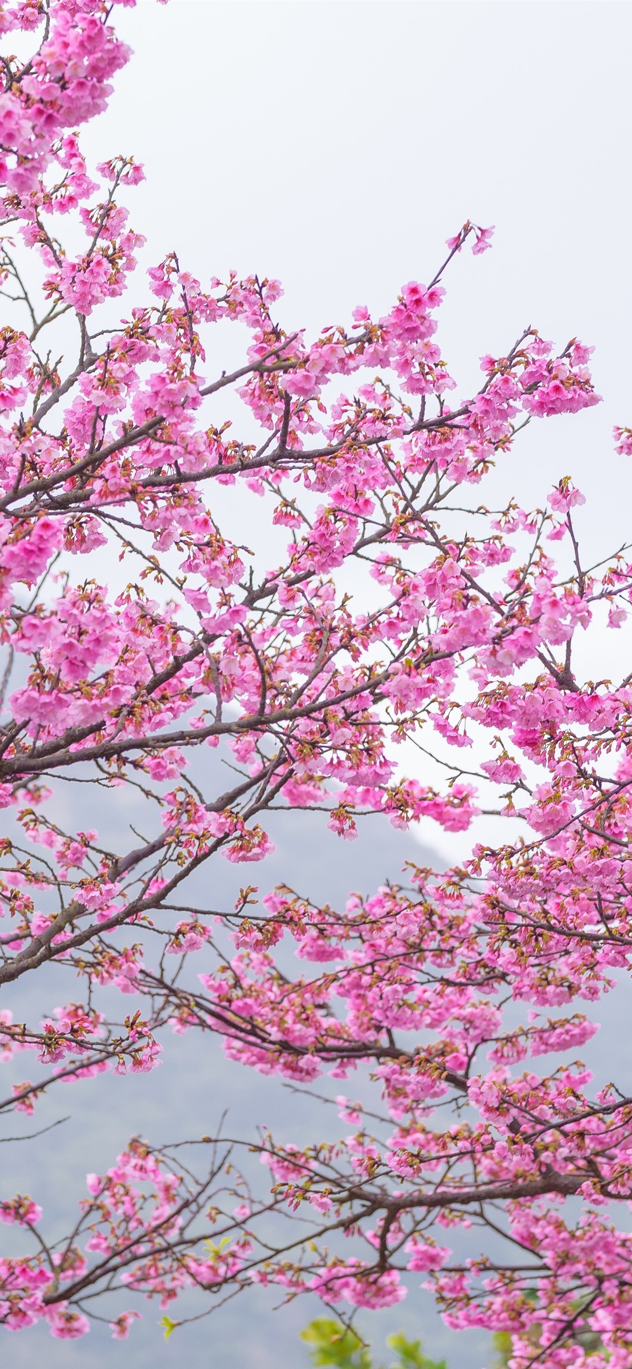 Pink Sakura Tree Anime Aesthetic Wallpapers