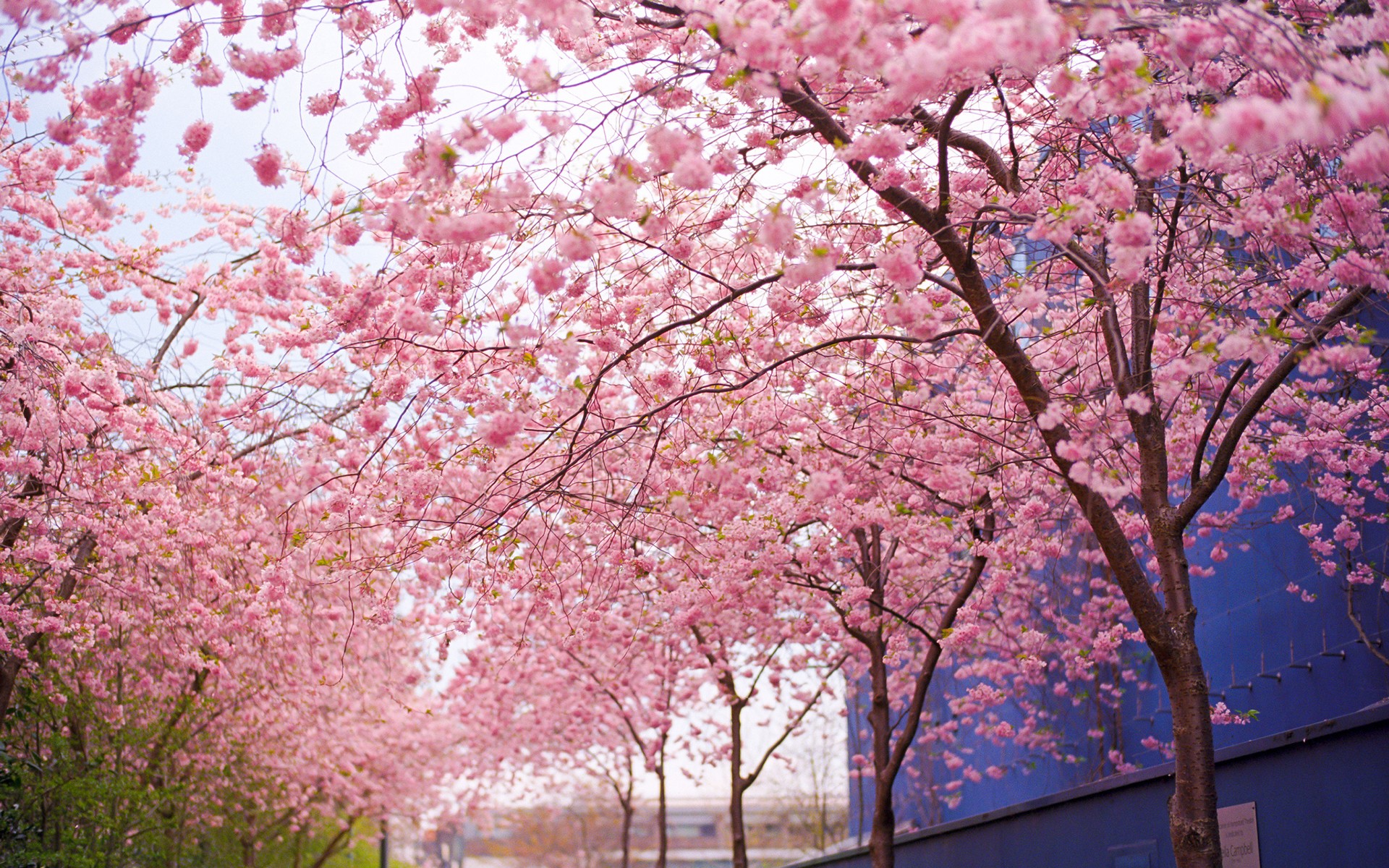 Pink Sakura Tree Anime Aesthetic Wallpapers