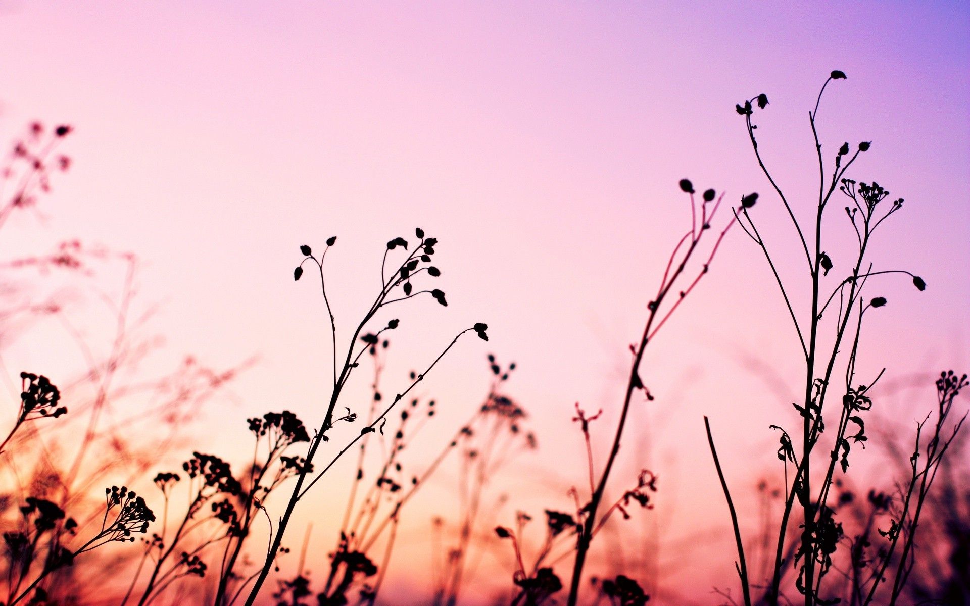 Pink Scenery Wallpapers