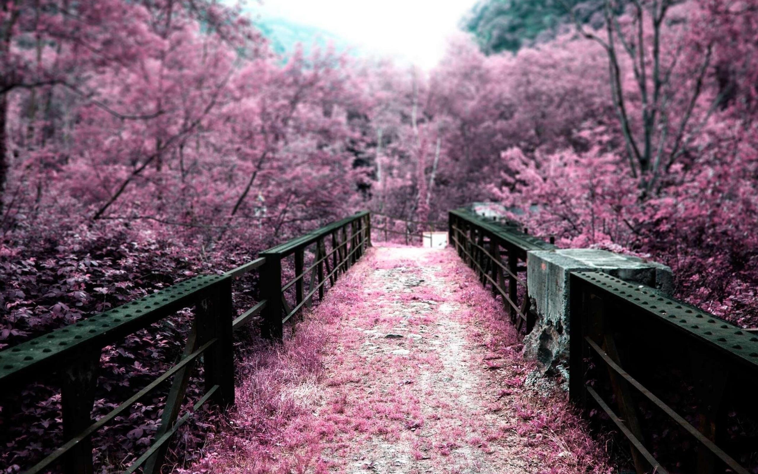 Pink Scenic Wallpapers
