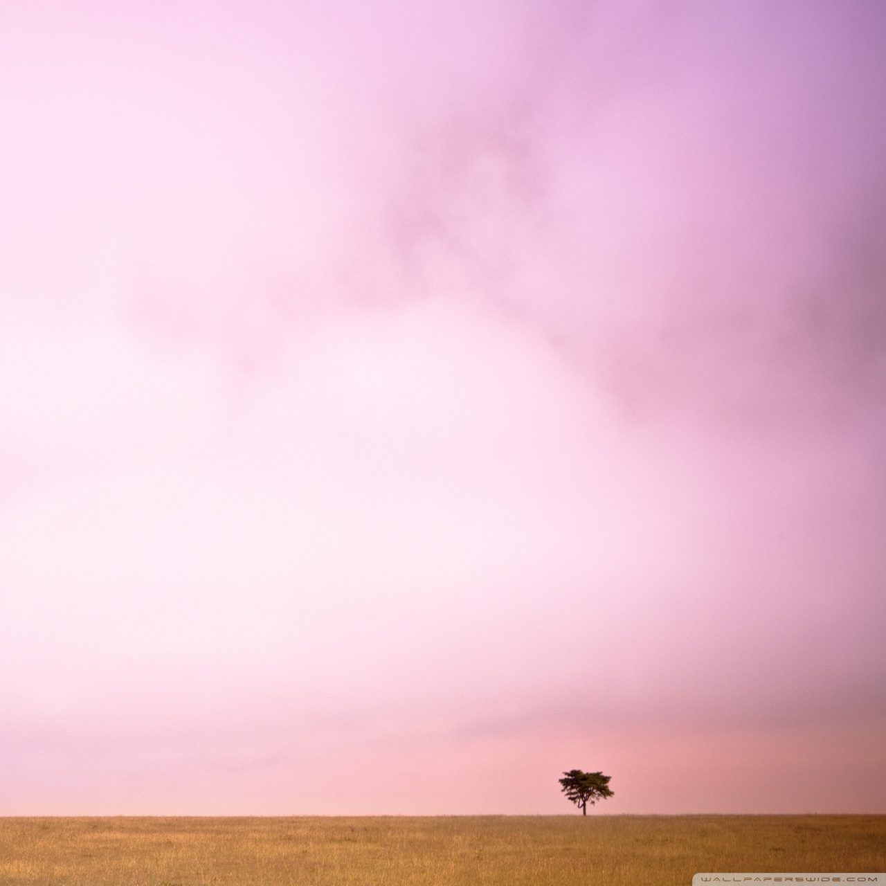 Pink Sky Wallpapers