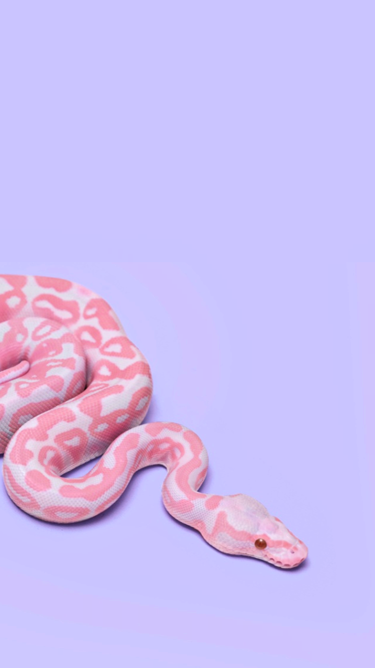 Pink Snake Hd Wallpapers