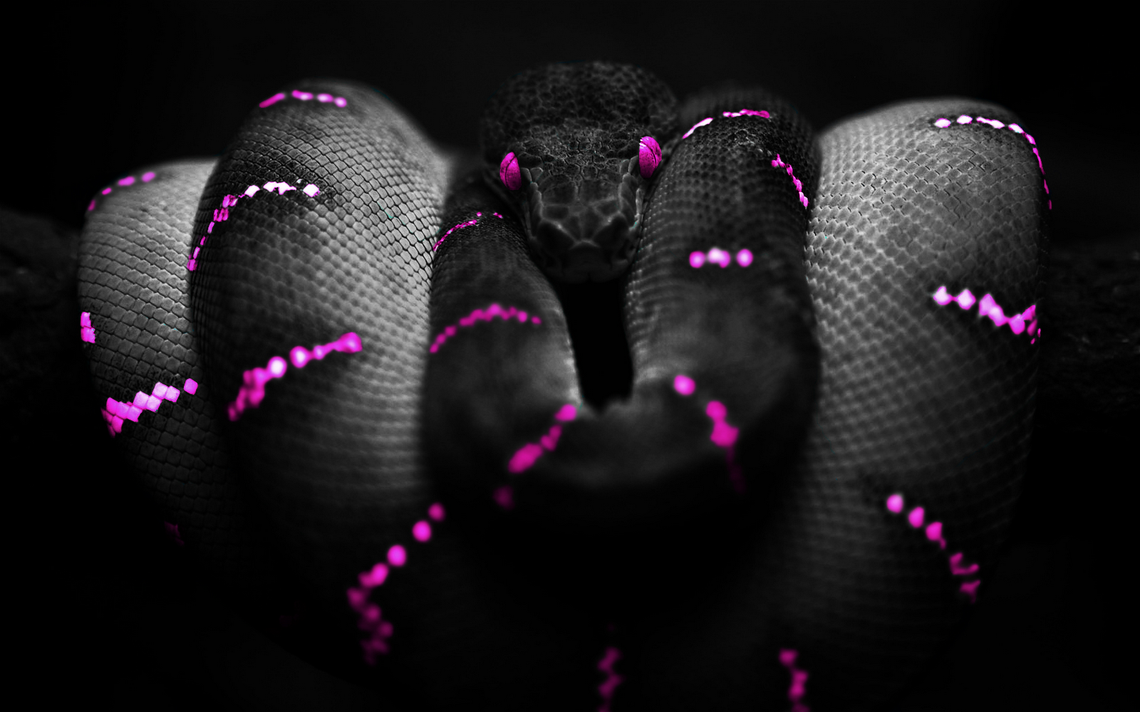 Pink Snake Hd Wallpapers