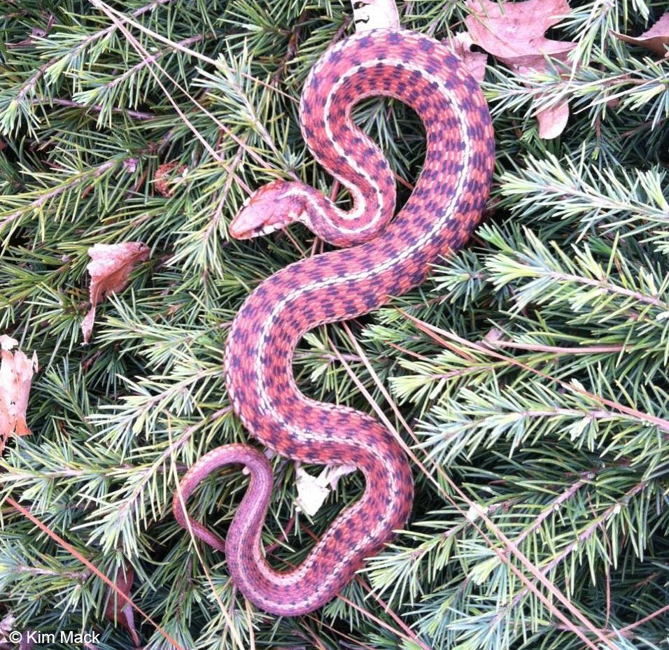 Pink Snake Hd Wallpapers