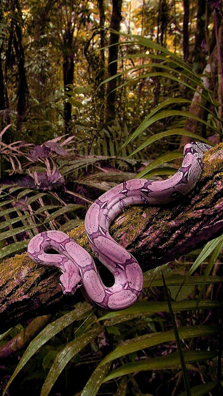 Pink Snake Hd Wallpapers