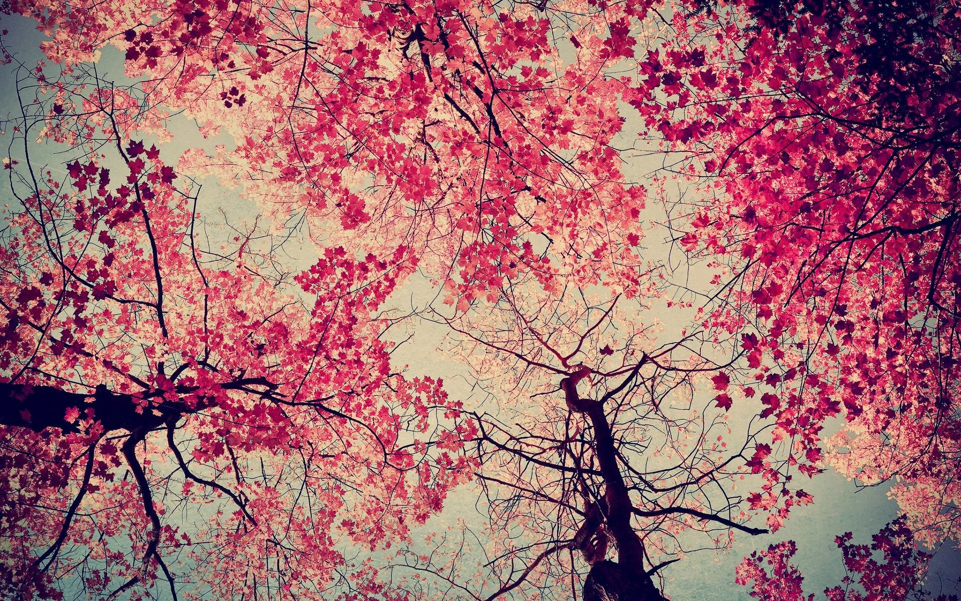 Pink Tree Wallpapers