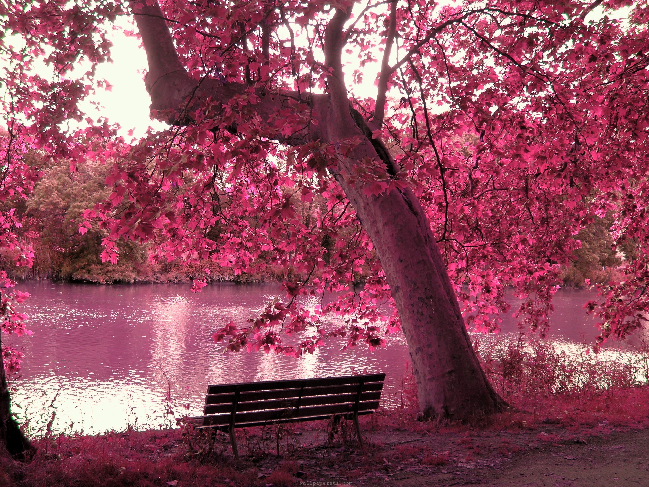 Pink Trees Wallpapers