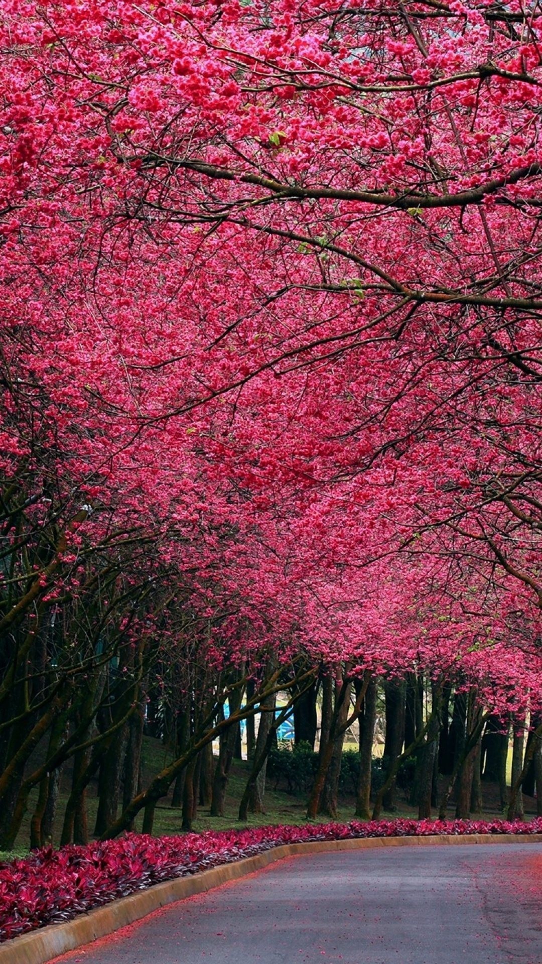 Pink Trees Wallpapers