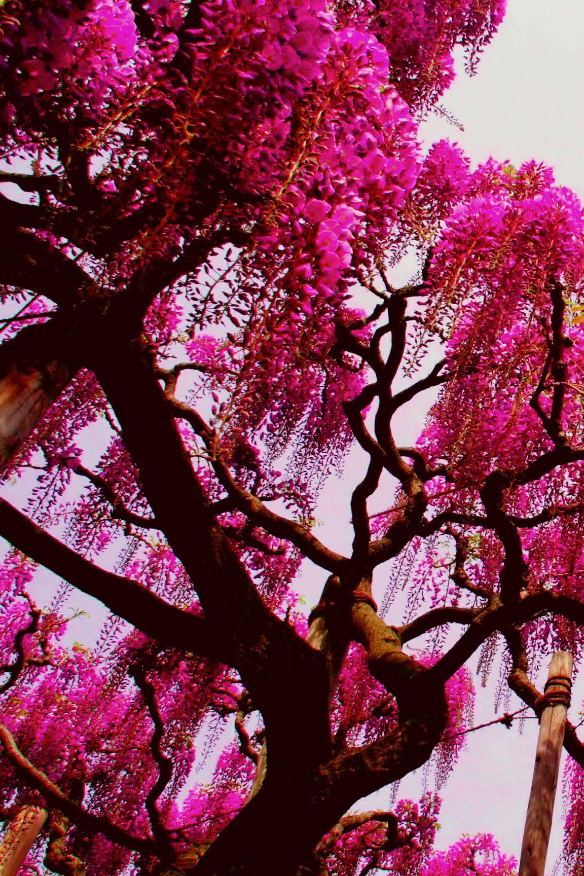 Pink Trees Wallpapers