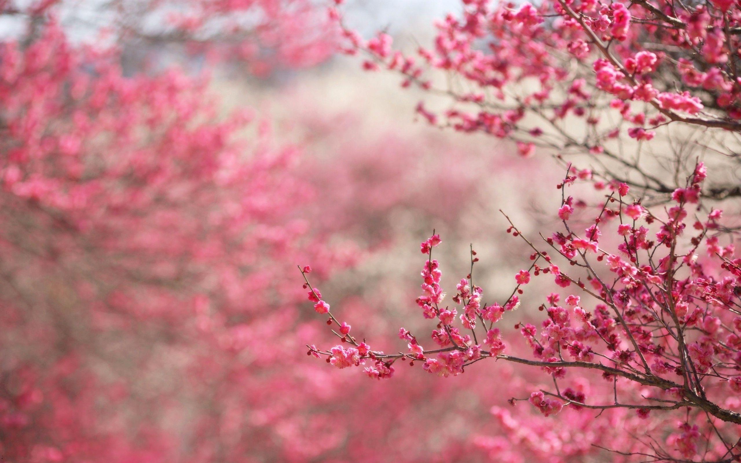 Pink Trees Wallpapers