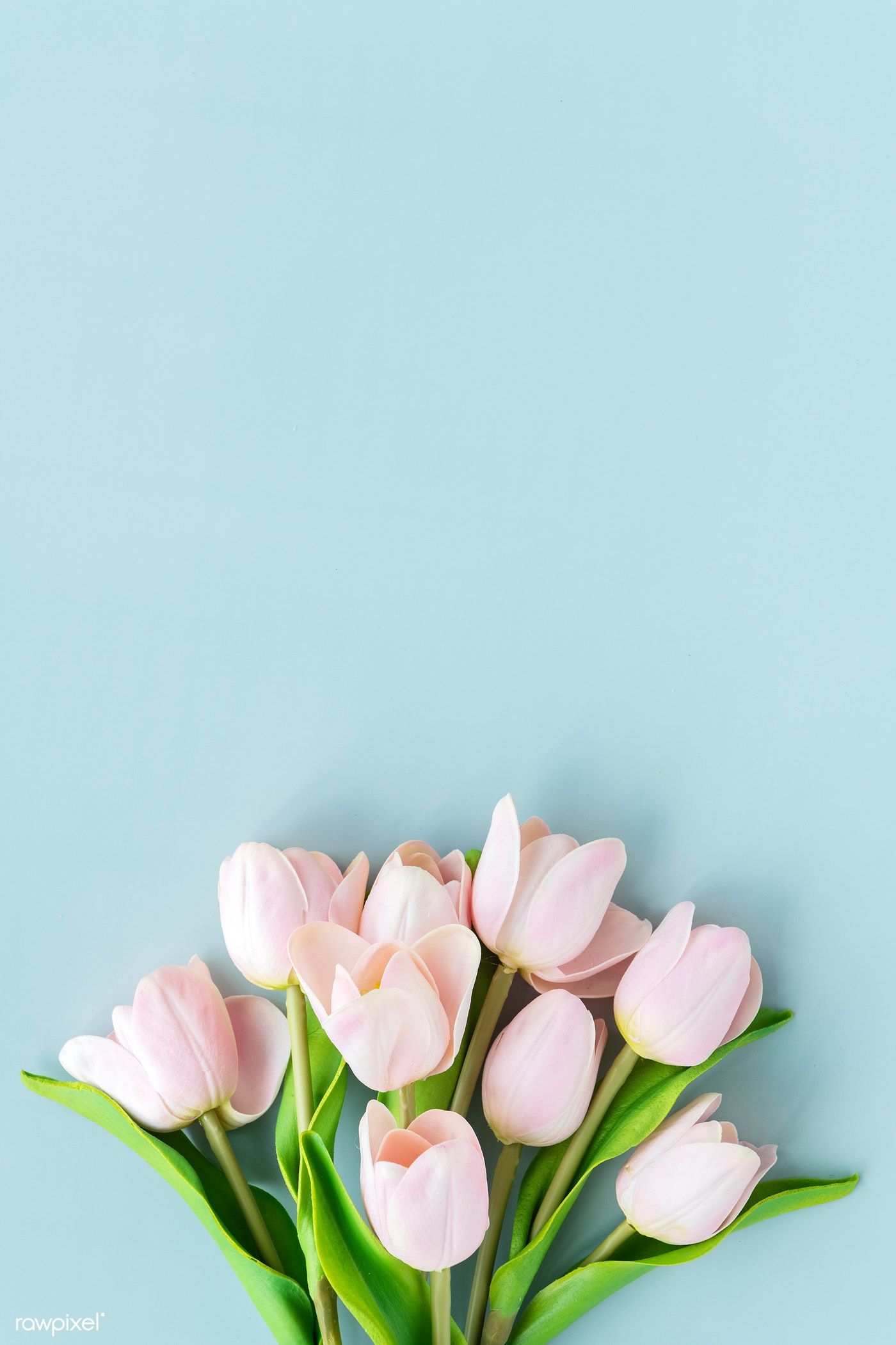 Pink Tulips Wallpapers