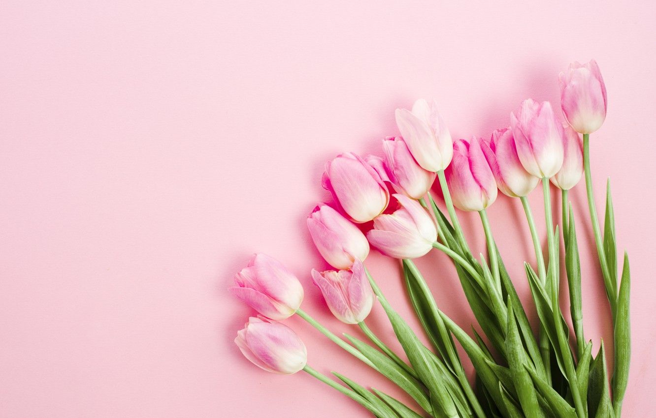 Pink Tulips Wallpapers