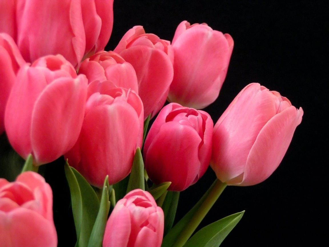 Pink Tulips Wallpapers