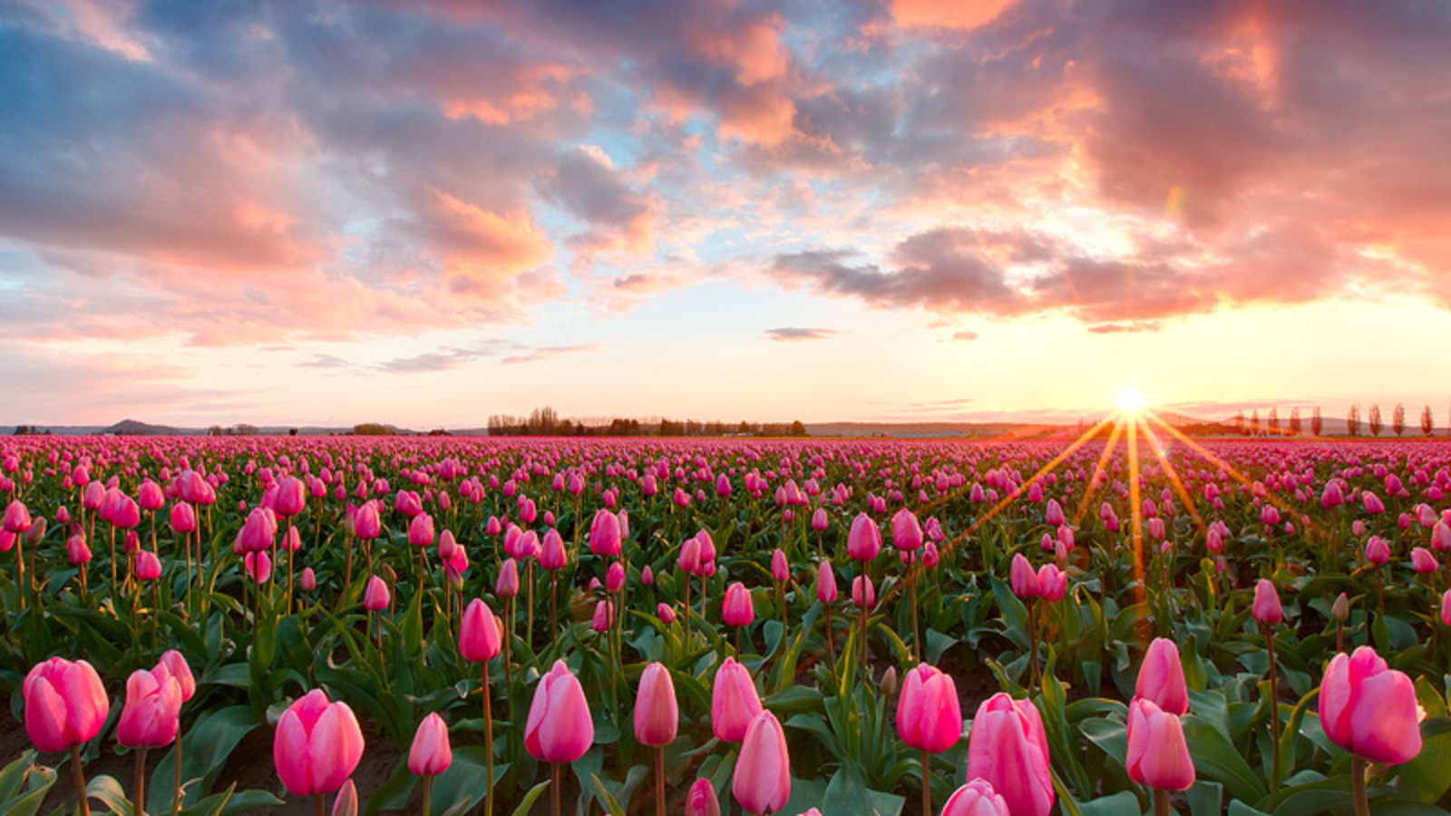 Pink Tulips Wallpapers