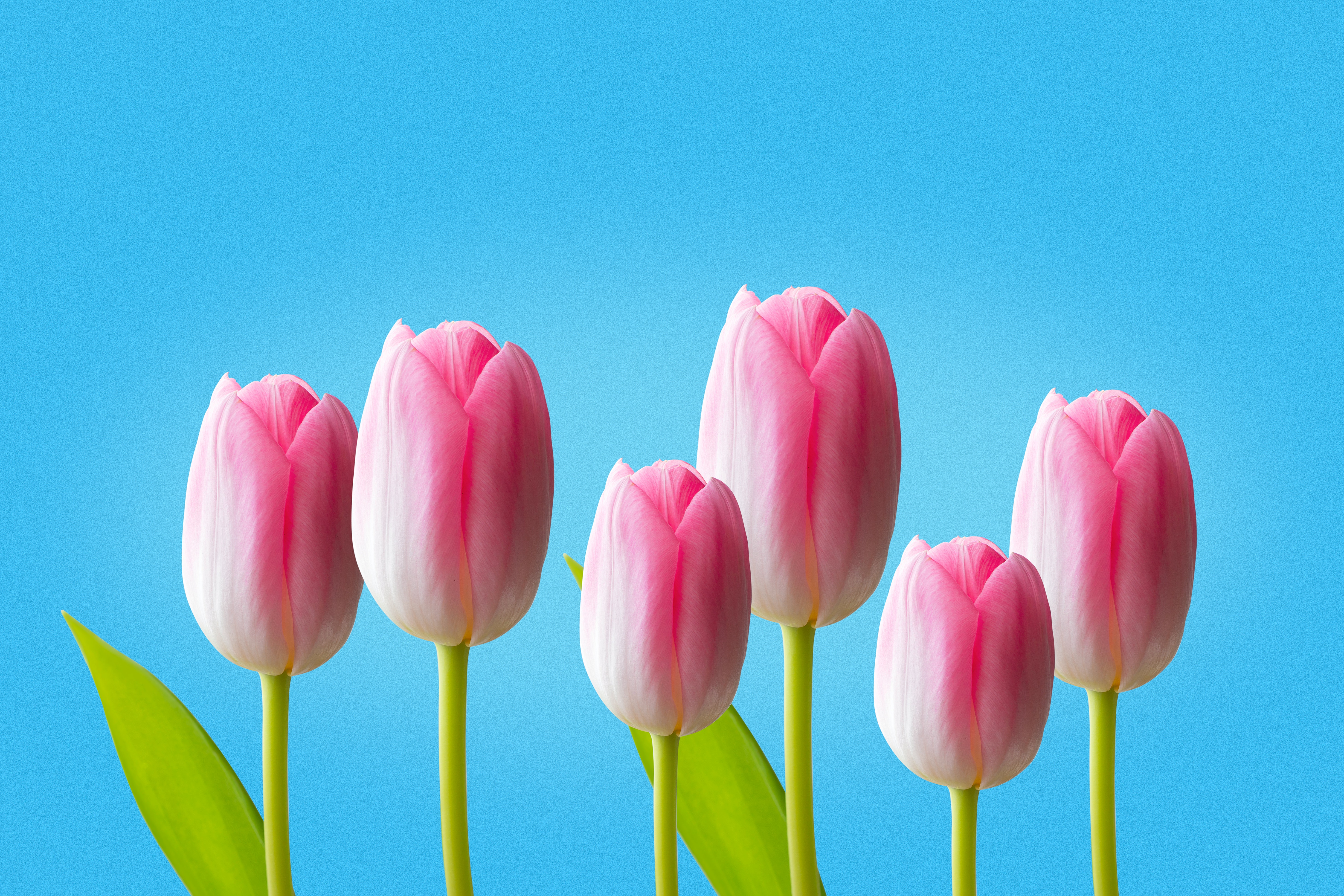 Pink Tulips Wallpapers