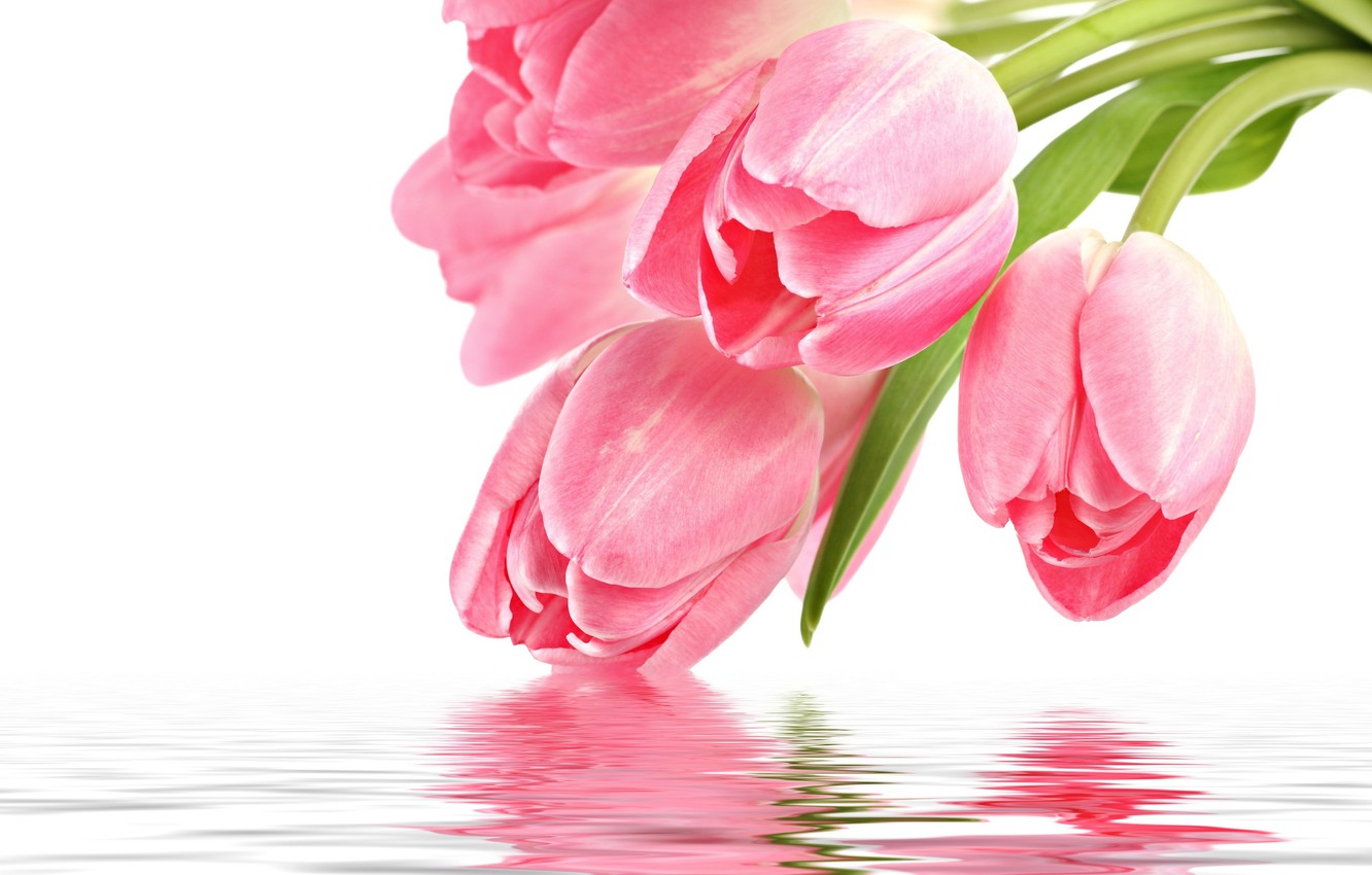 Pink Tulips Wallpapers