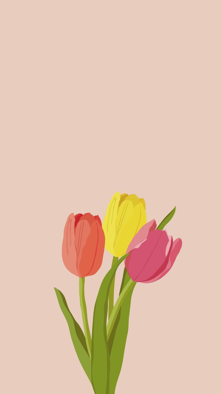 Pink Tulips Wallpapers