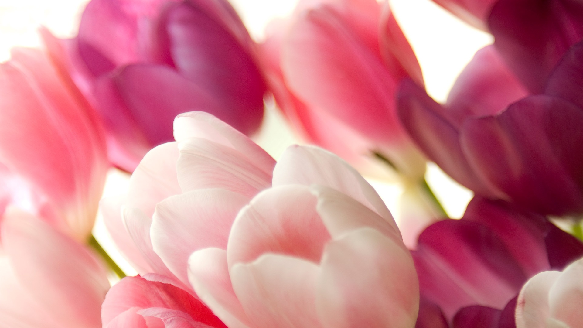 Pink Tulips Wallpapers