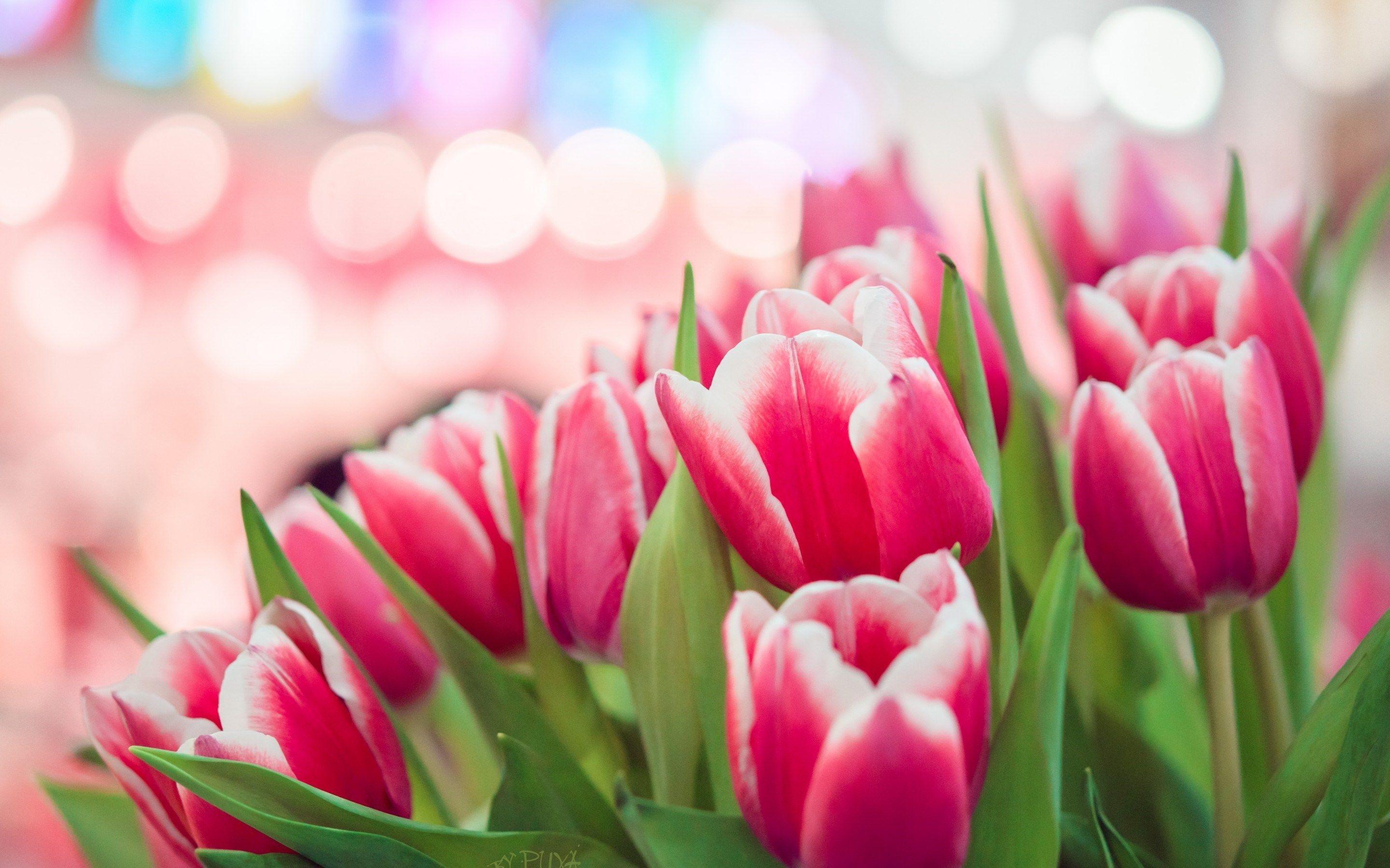 Pink Tulips Wallpapers