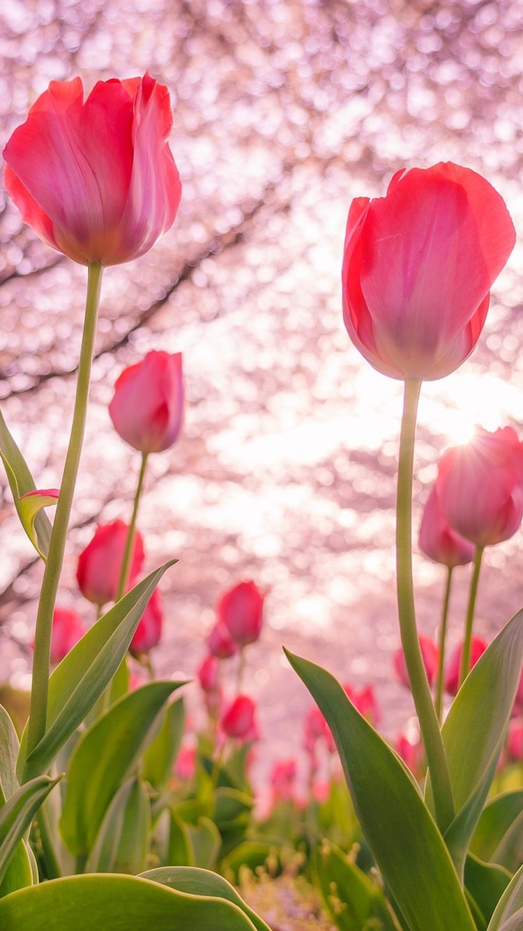 Pink Tulips Wallpapers