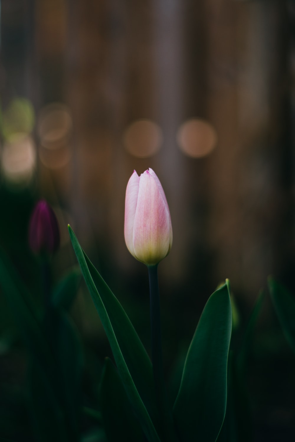 Pink Tulips Wallpapers