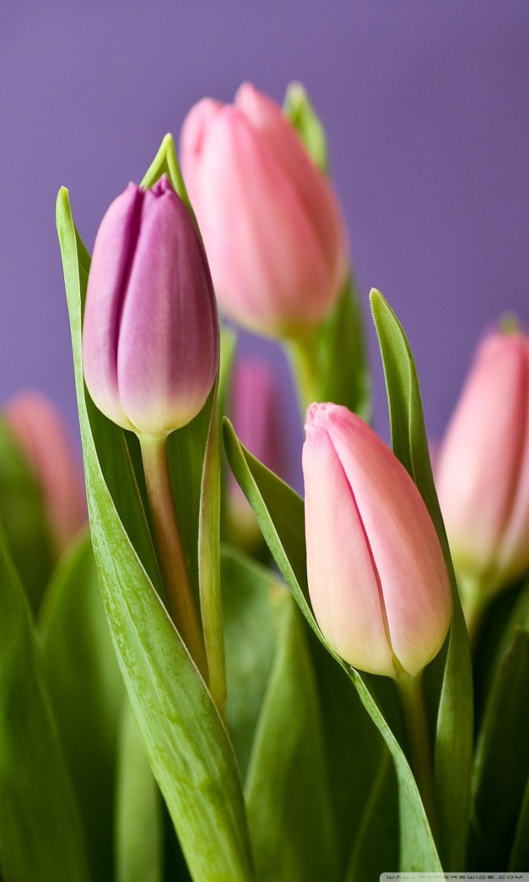 Pink Tulips Wallpapers