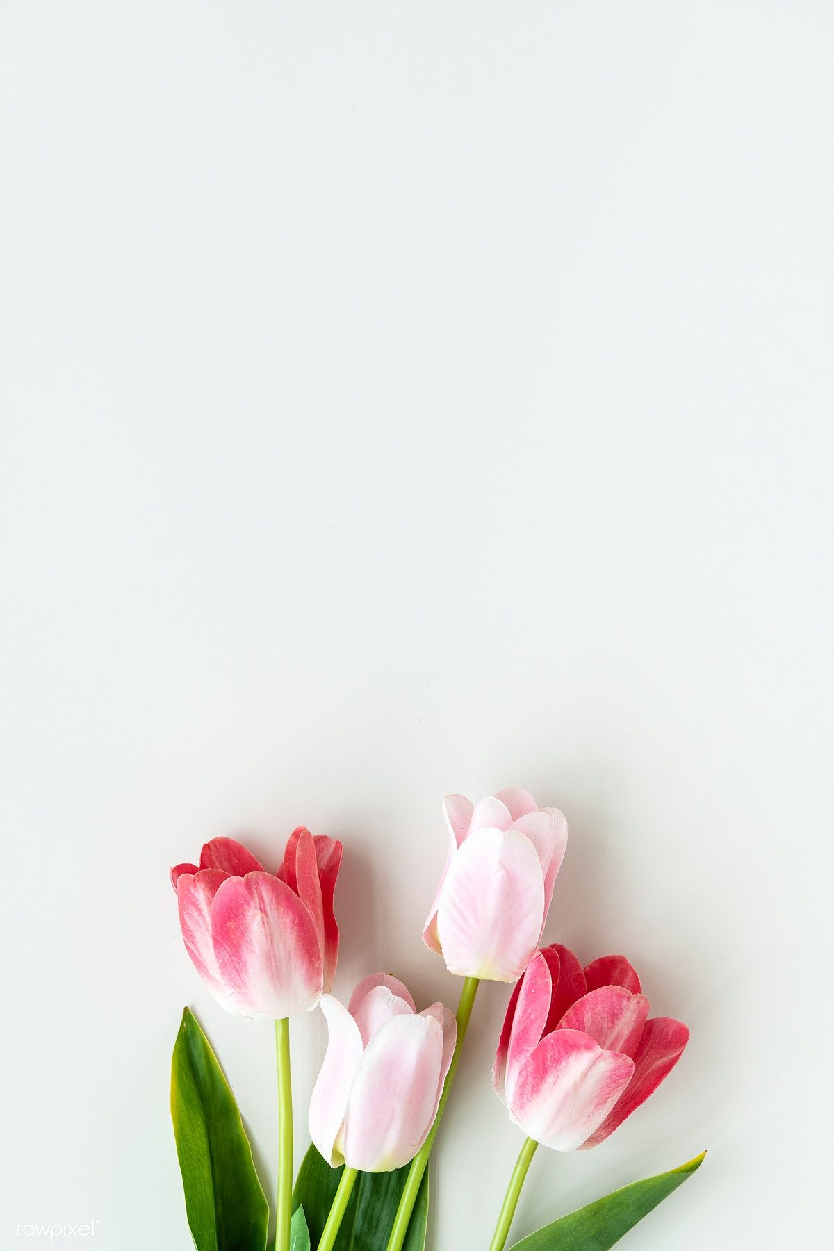 Pink Tulips Wallpapers