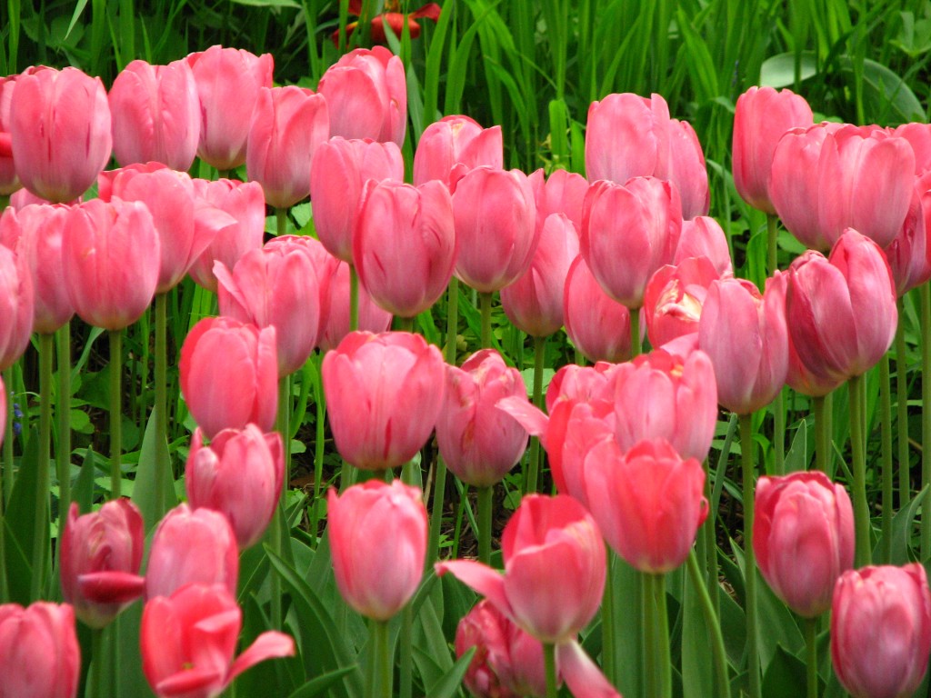 Pink Tulips Wallpapers