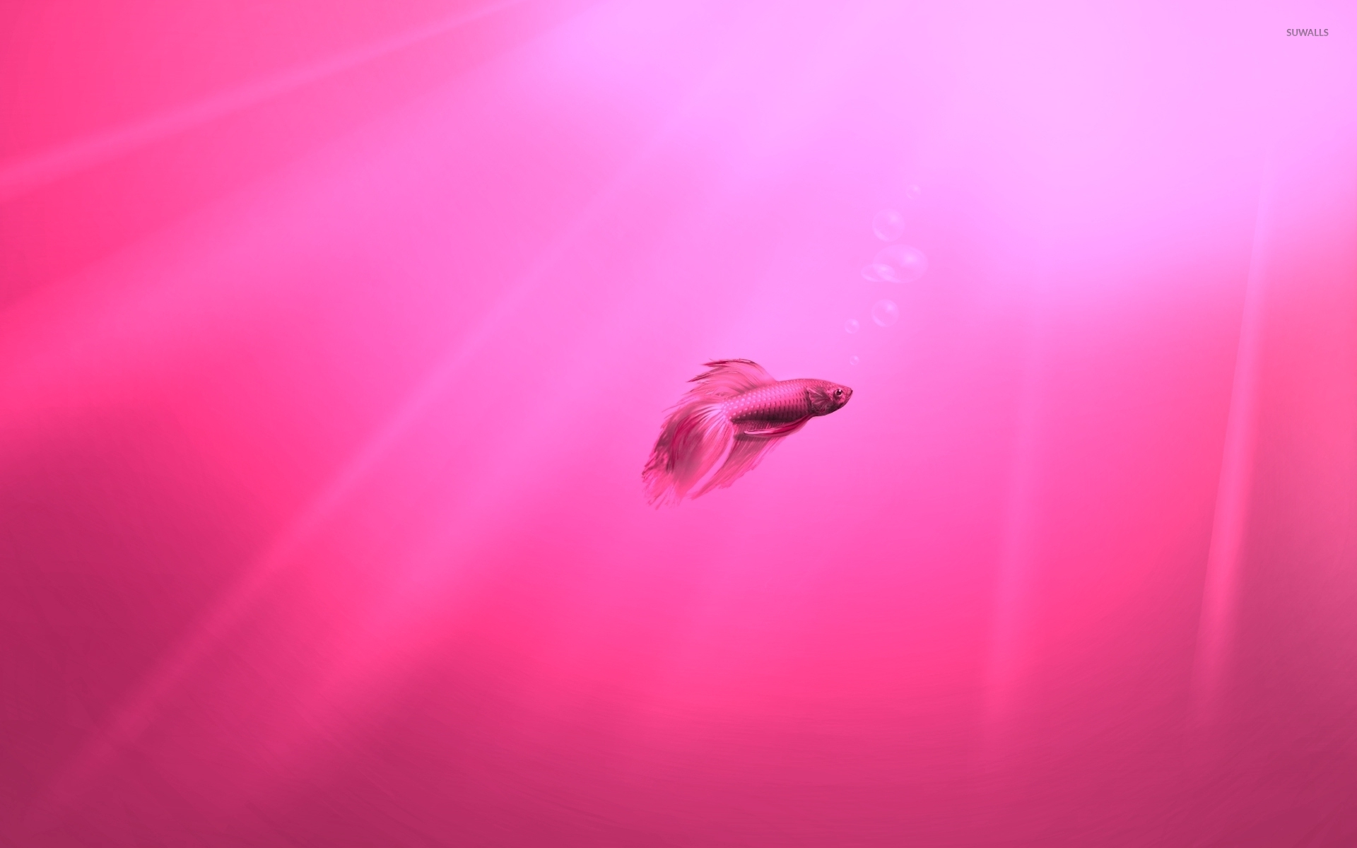 Pink Water Wallpapers