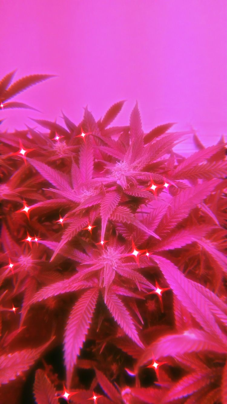 Pink Weed Wallpapers