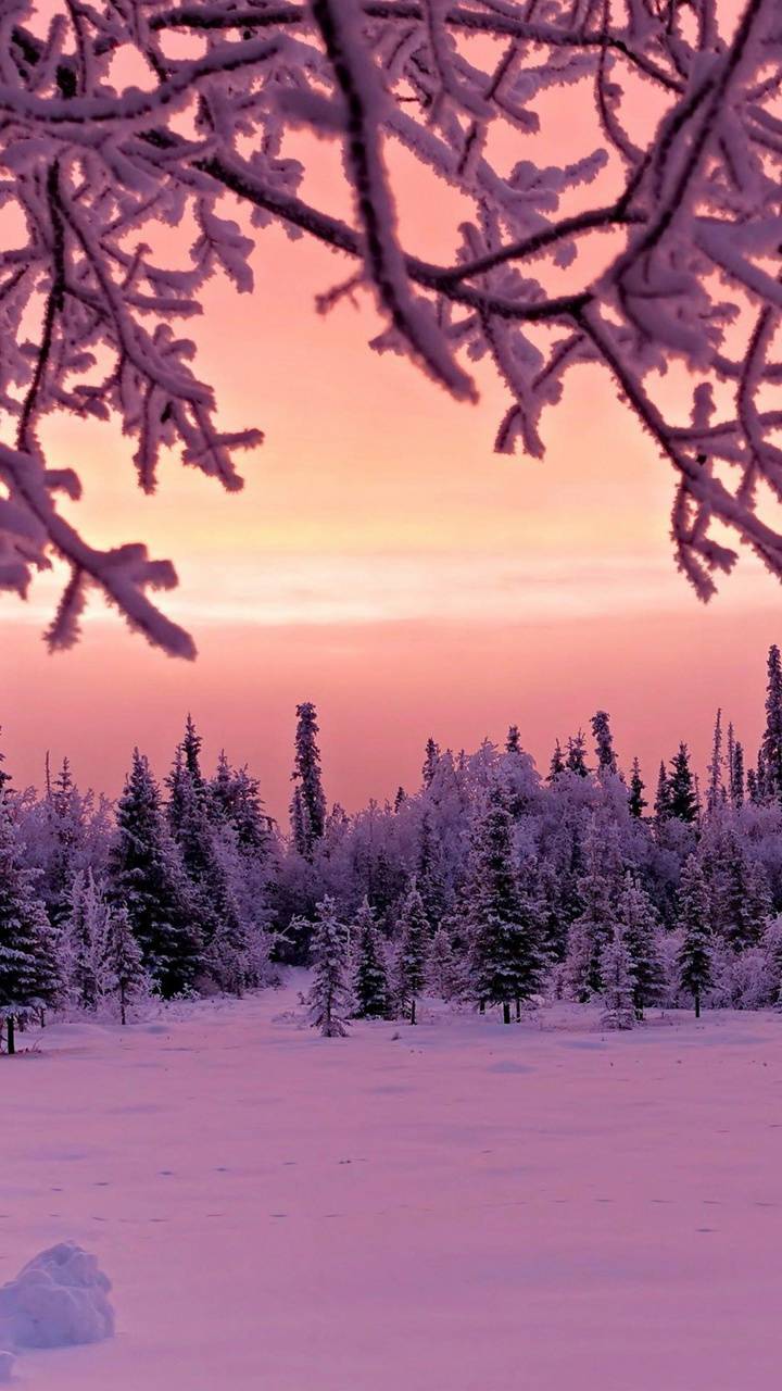 Pink Winter Wallpapers