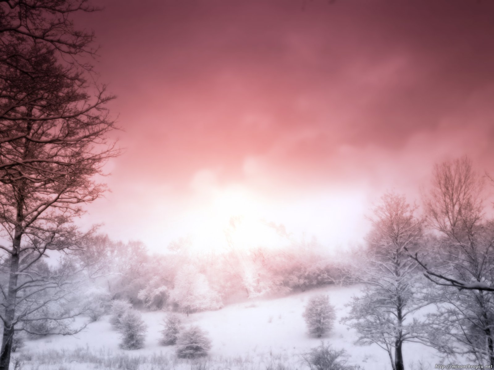 Pink Winter Wallpapers