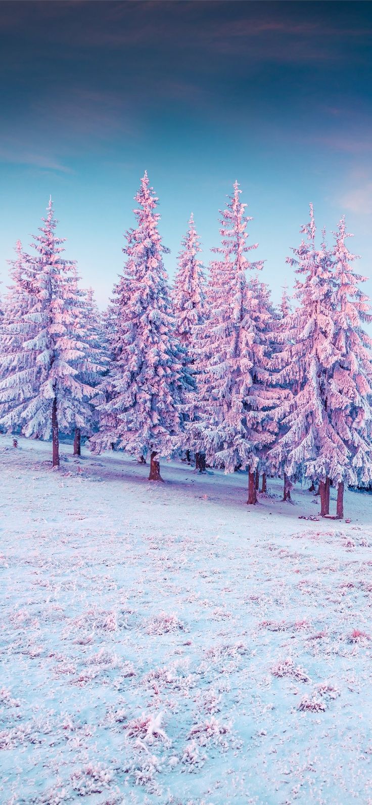 Pink Winter Wallpapers