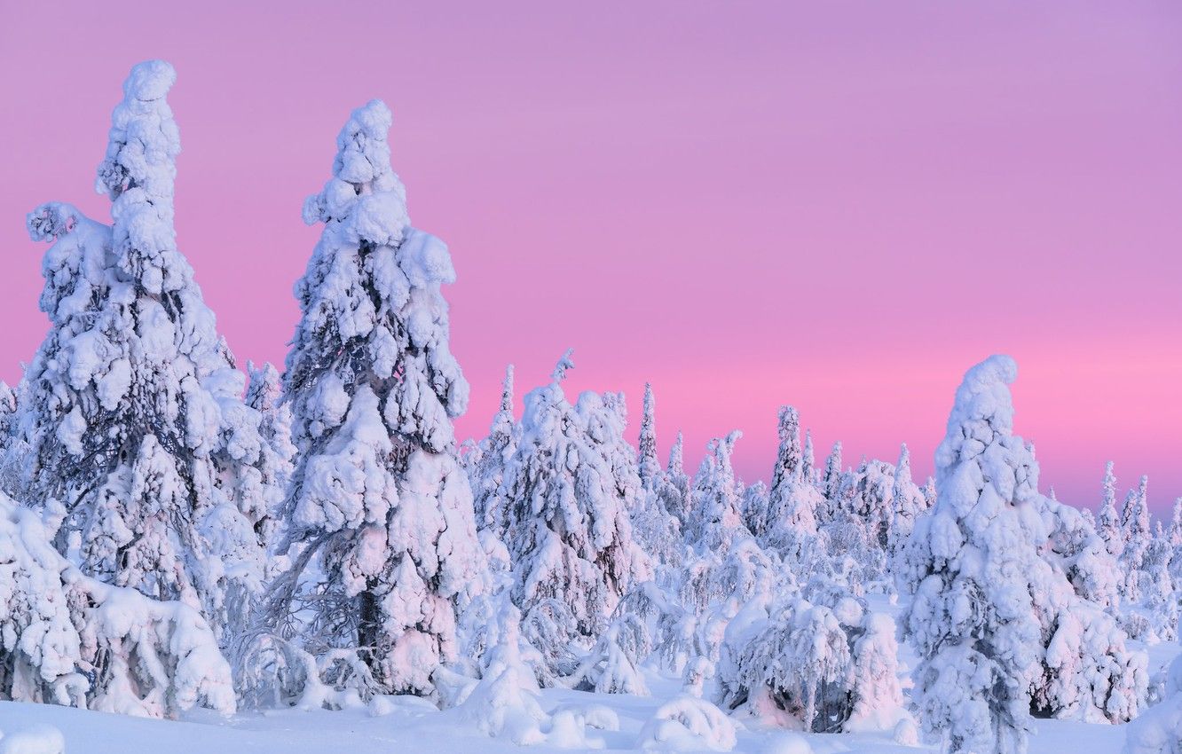 Pink Winter Wallpapers