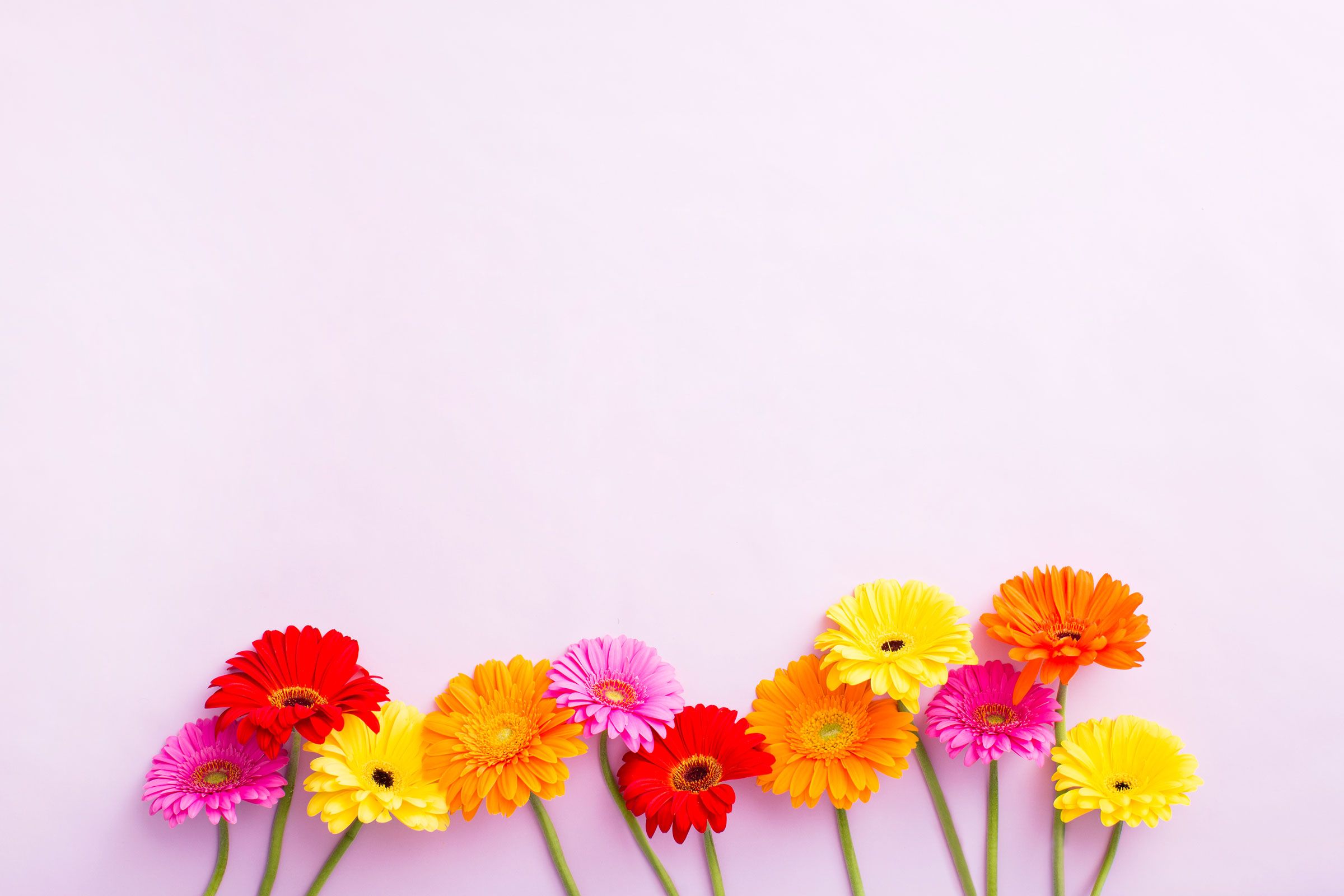 Pink Yellow Flower Wallpapers