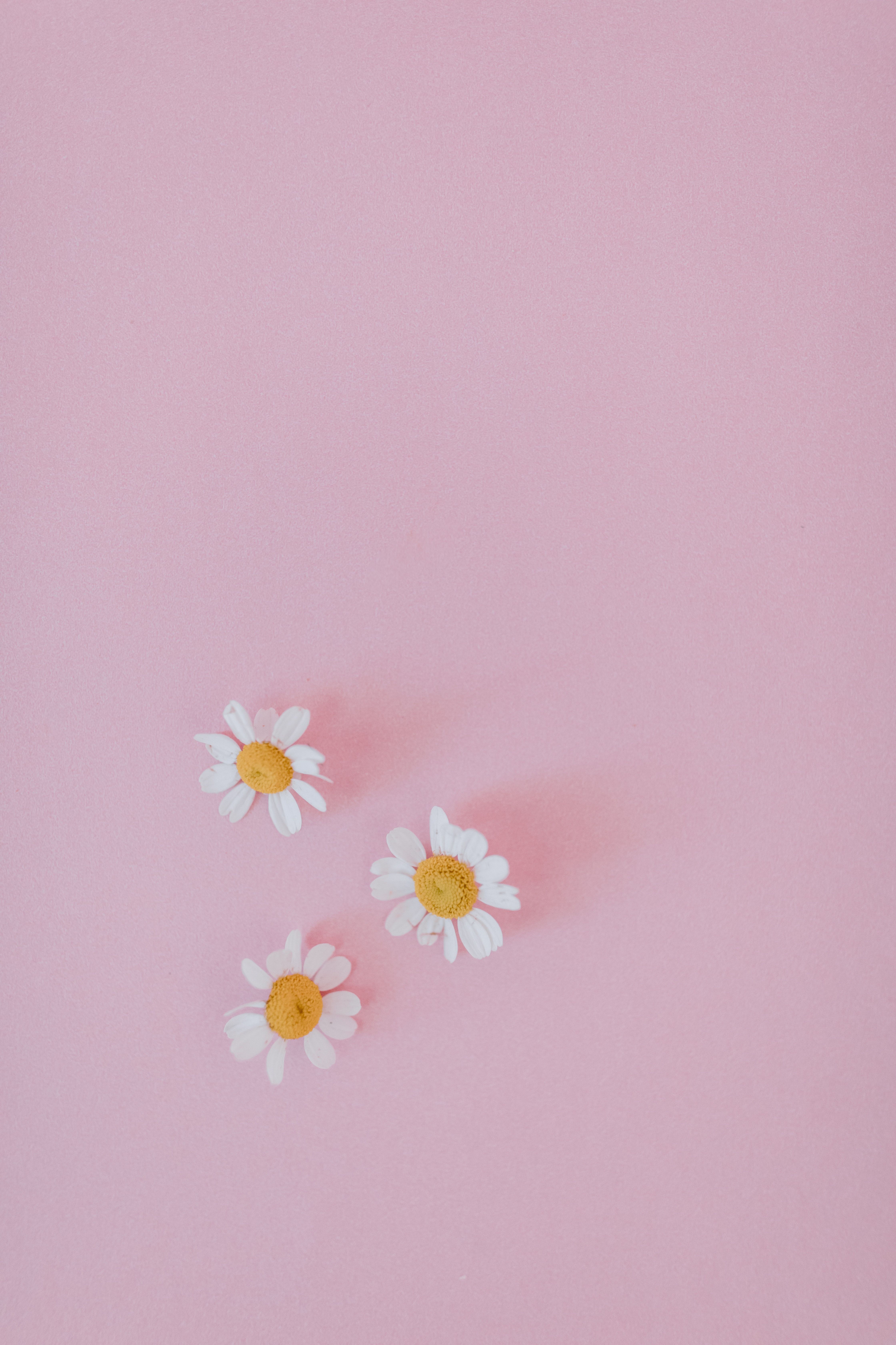 Pink Yellow Flower Wallpapers