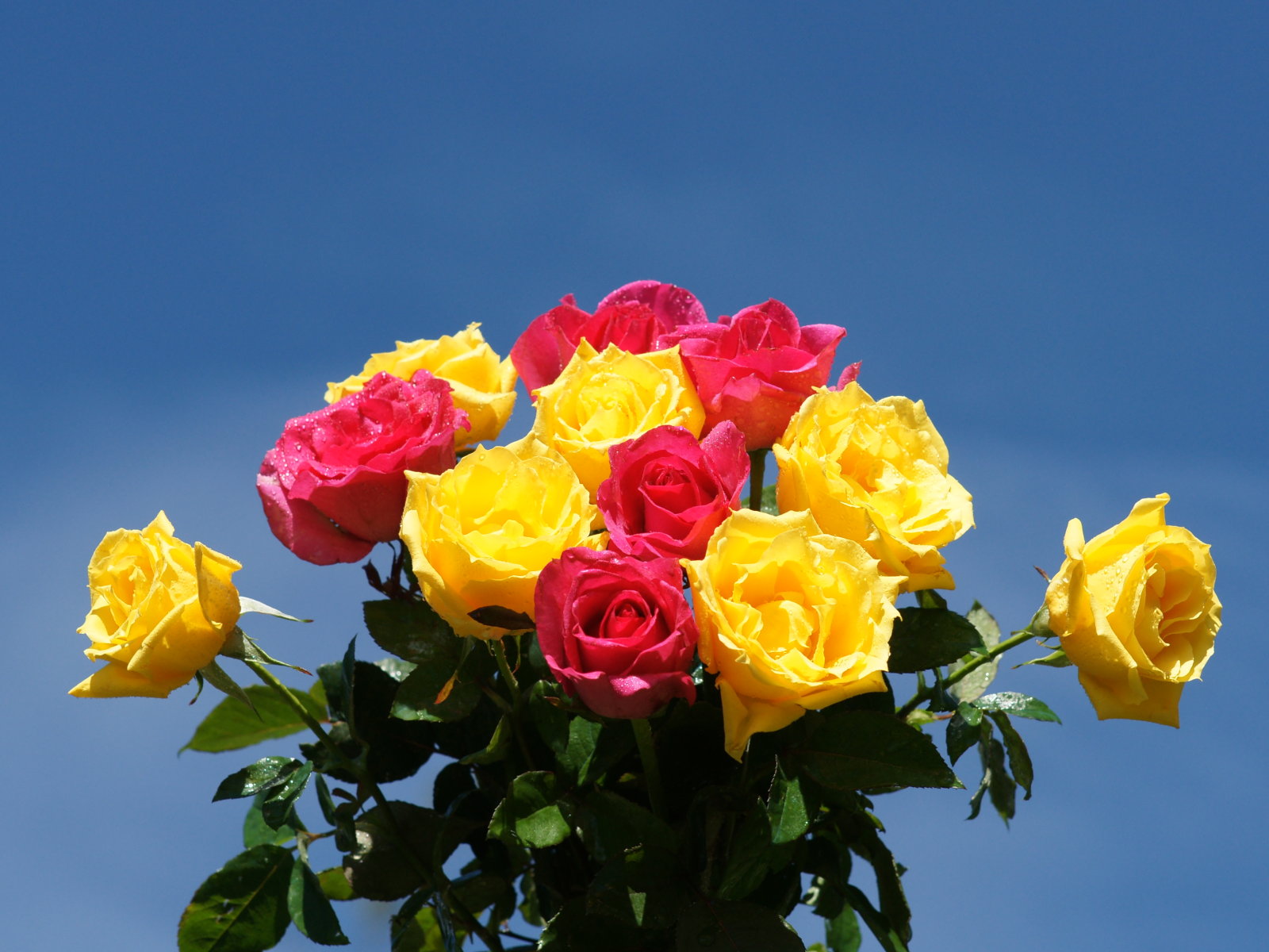 Pink Yellow Flower Wallpapers