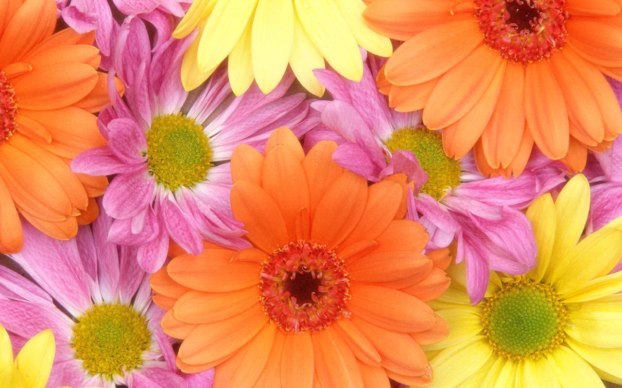 Pink Yellow Flower Wallpapers