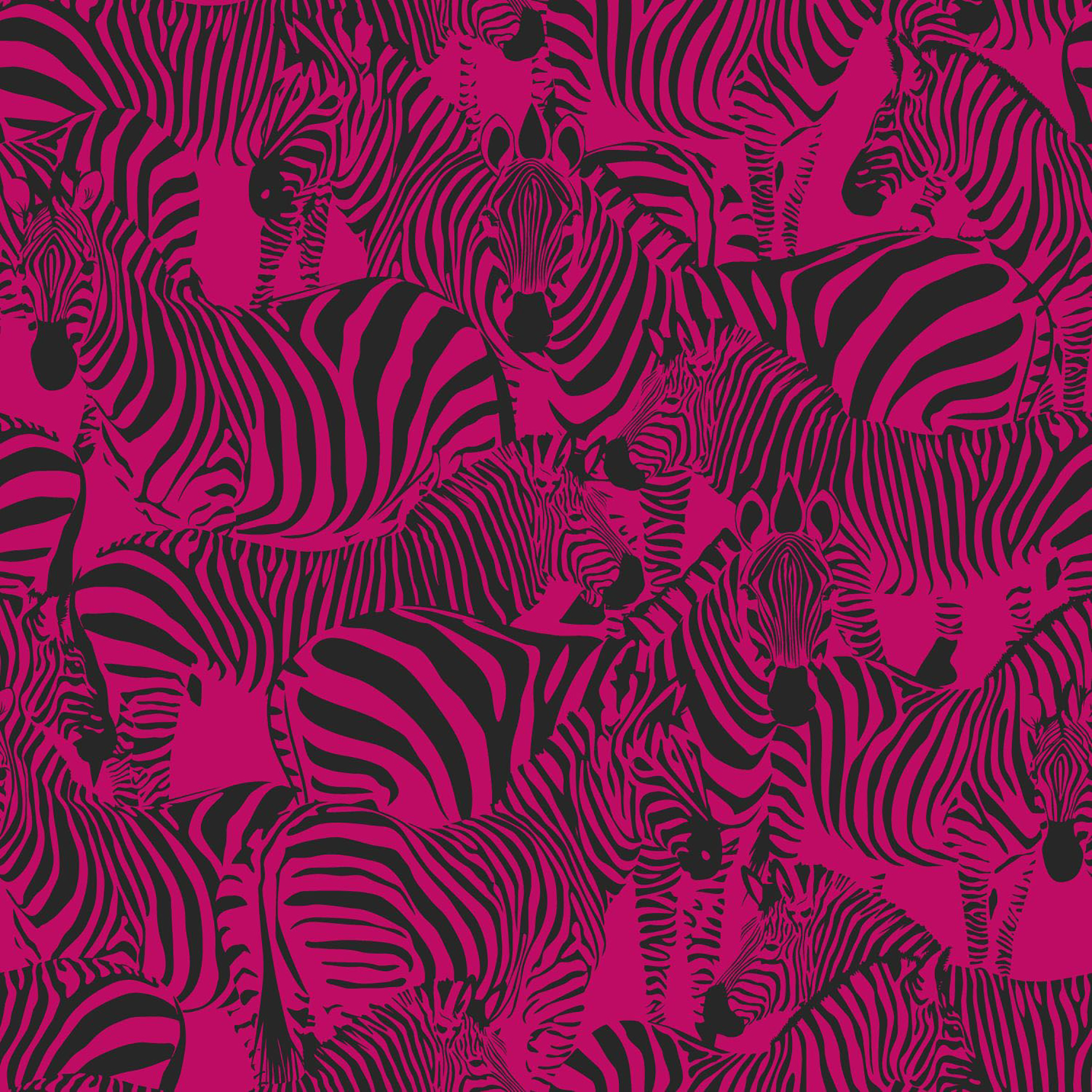 Pink Zebra Wallpapers