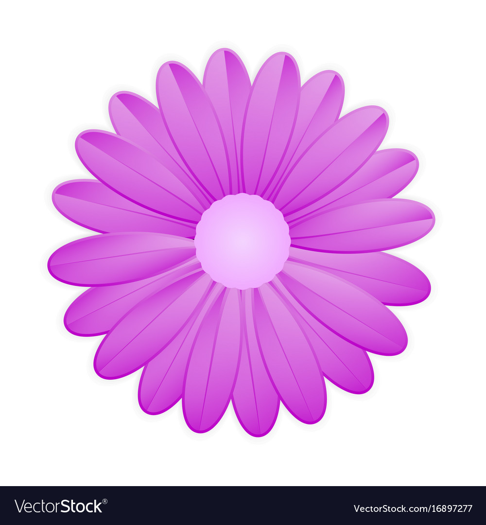 Purple Flowers White Background