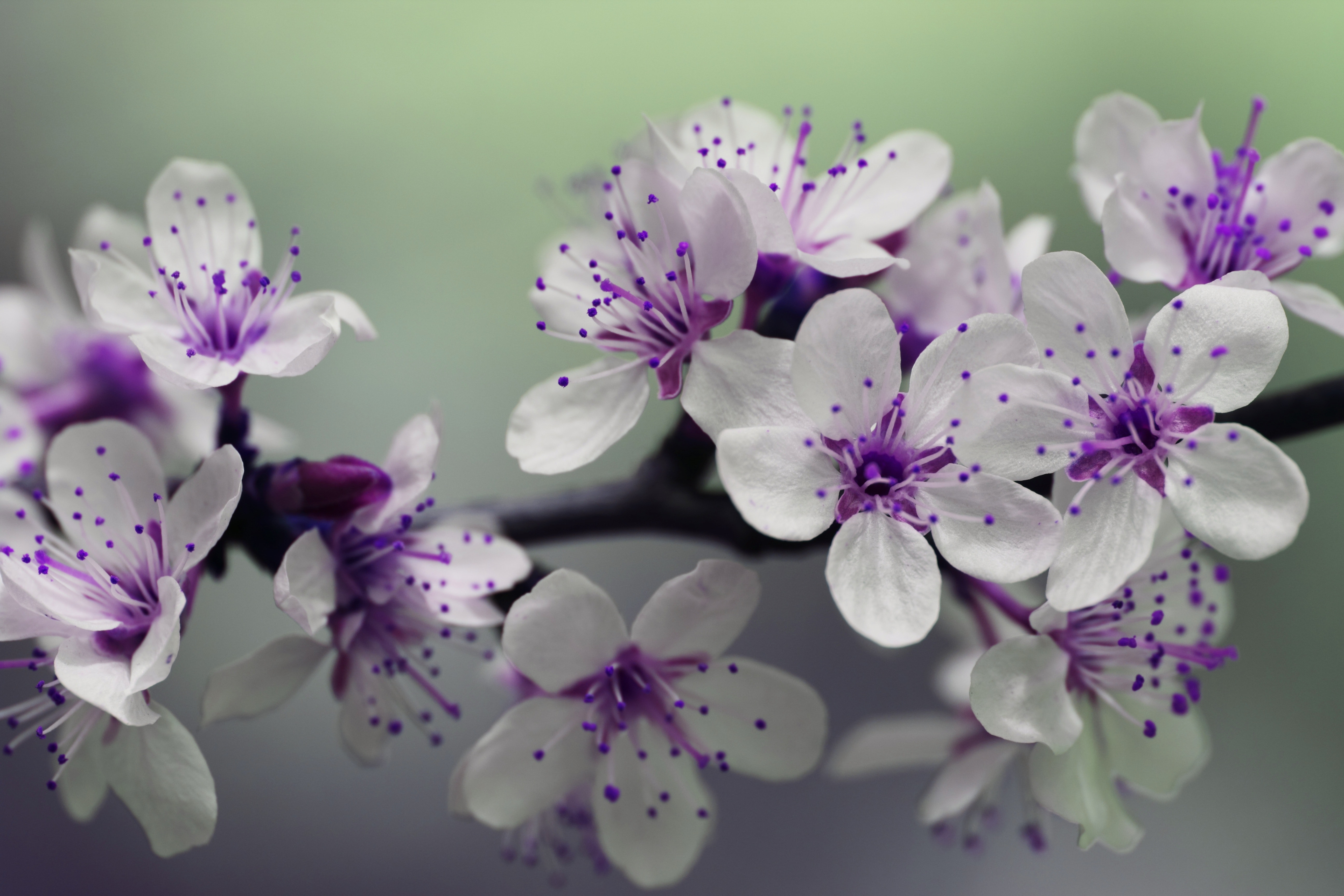 Purple Flowers White Background