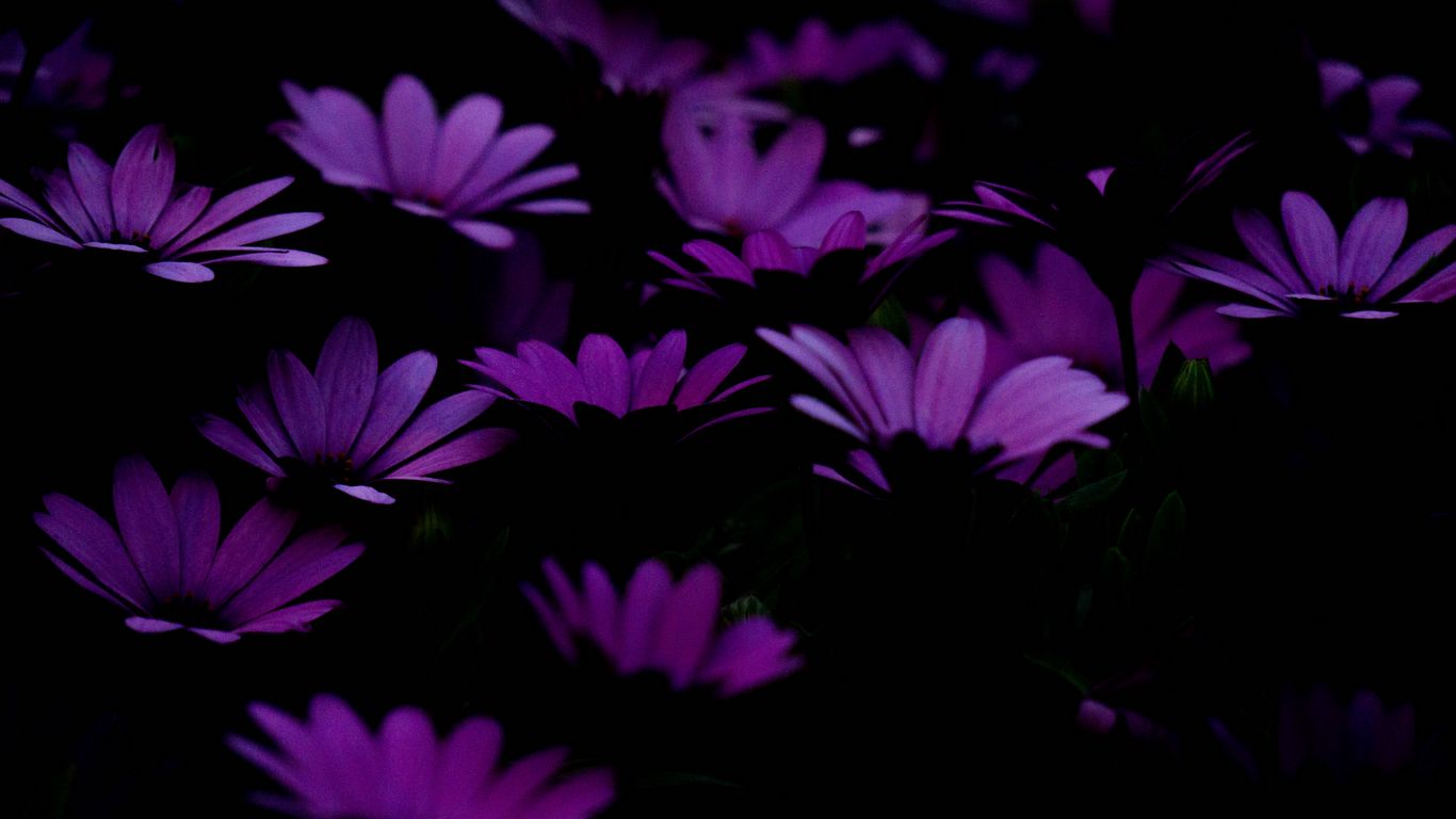 Purple Laptop Background