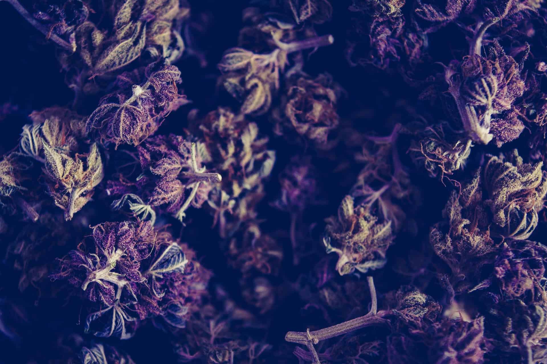 Purple Weed Background