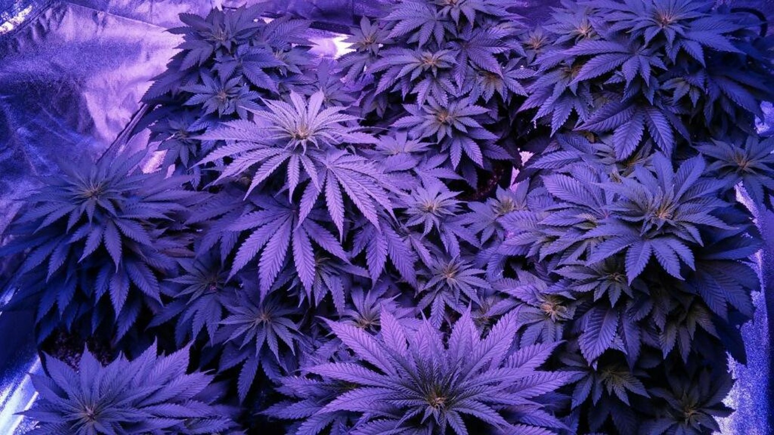 Purple Weed Background